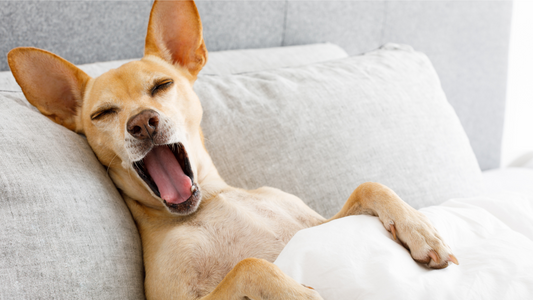 Tips for Dealing with Sleep Deprivation
