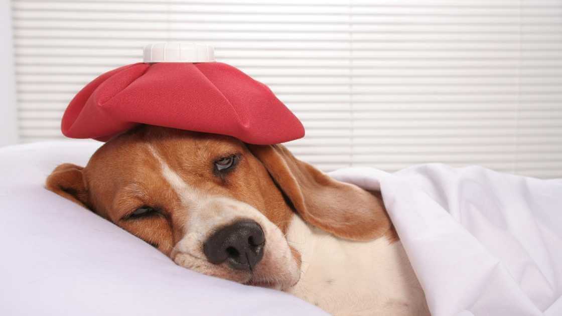 Can lack of sleep make you feel sick?