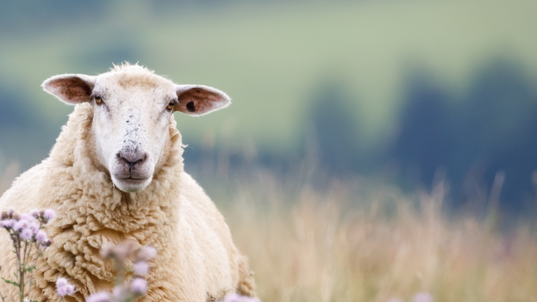 Does Counting Sheep Really Work?