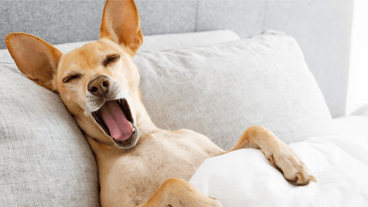 Tips for Dealing with Sleep Deprivation