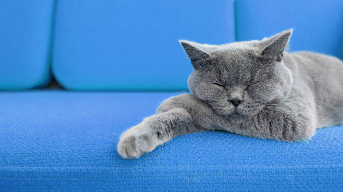 Is Napping In The Day A Good Thing?