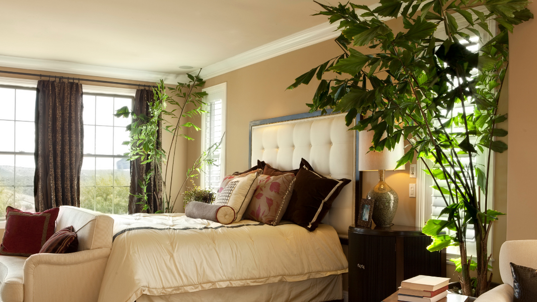 The Benefits of Plants in Your Bedroom