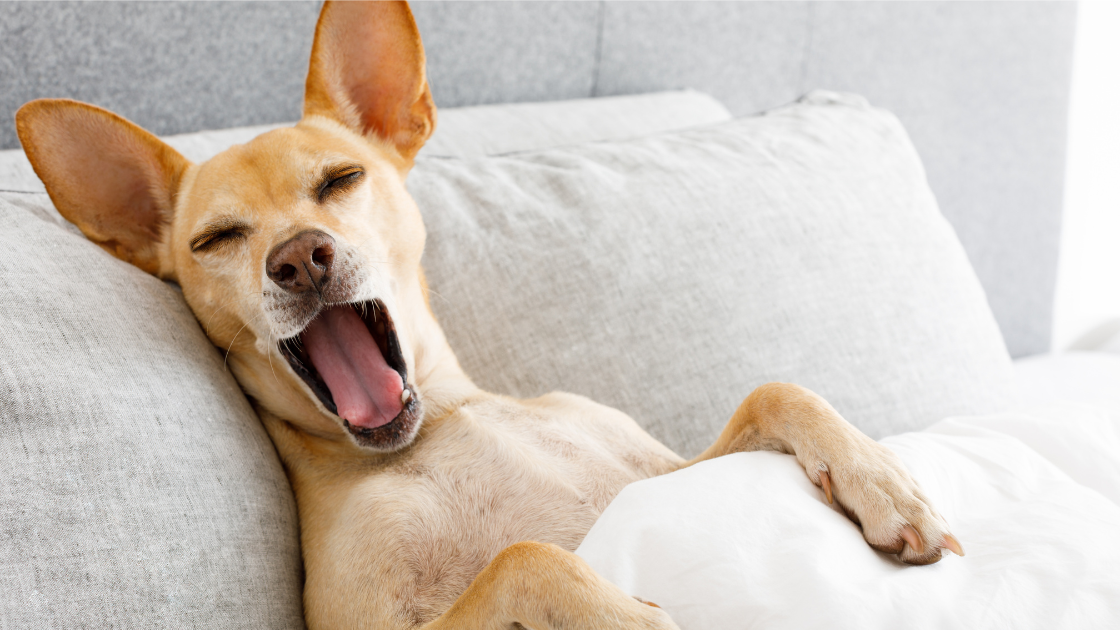 Tips for Dealing with Sleep Deprivation