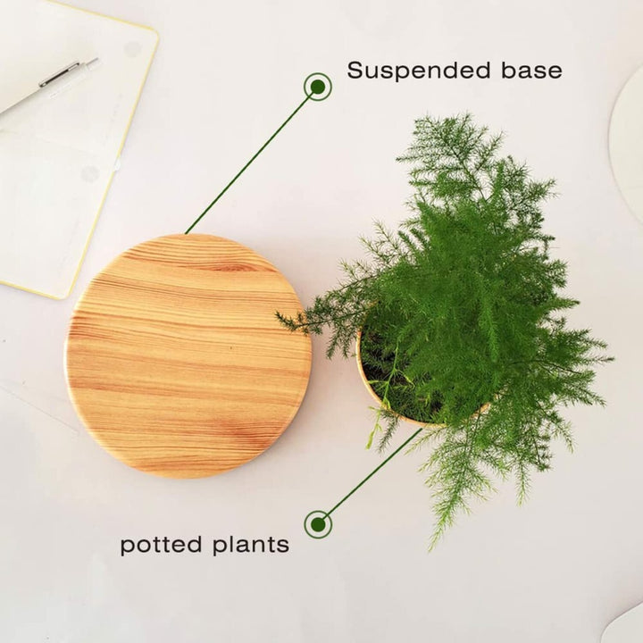 Wood Circle Magnetic Levitating Plant Pot - Oak - Sleep Dreams